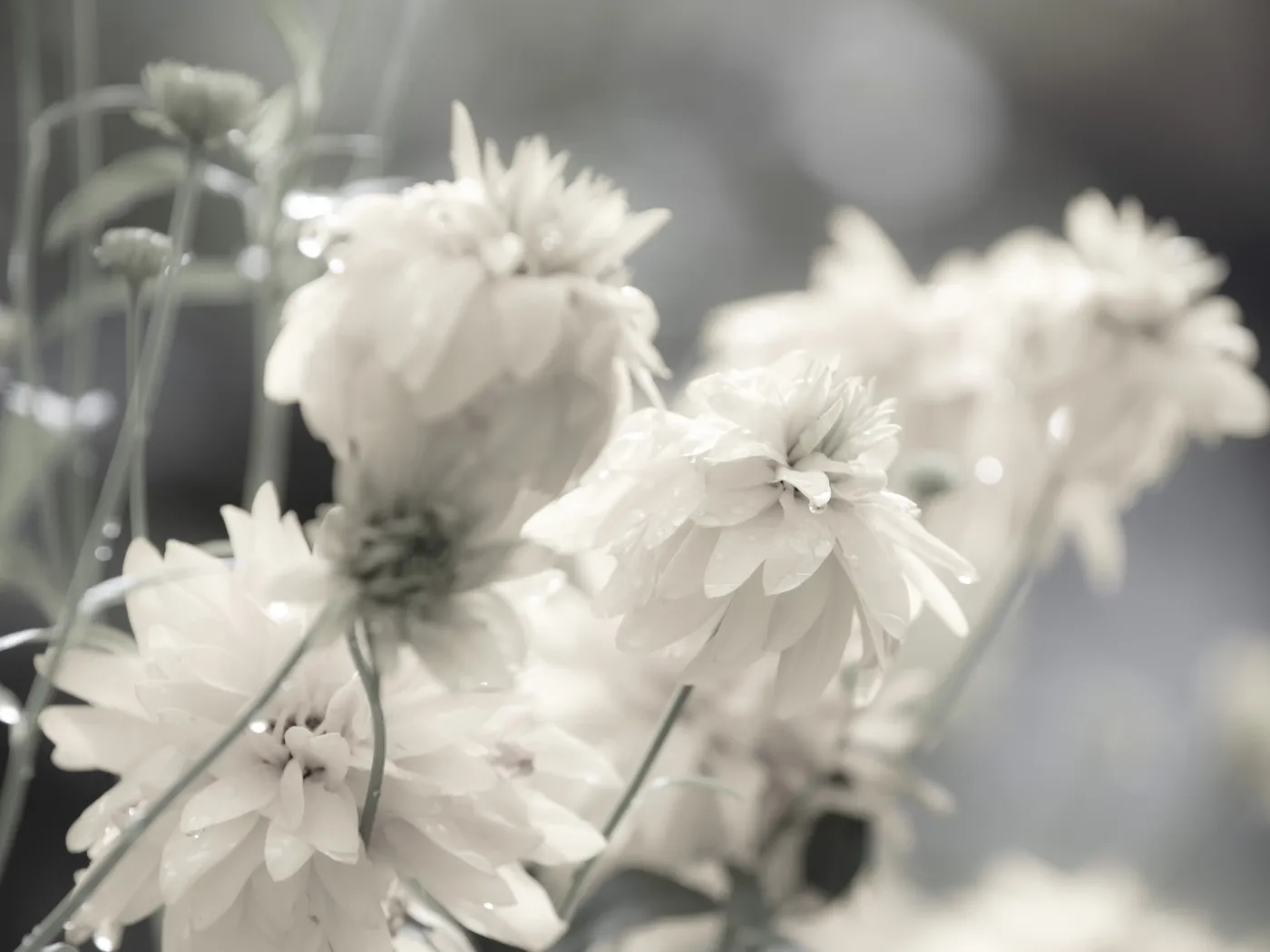 Hvite blomster i dempet lys